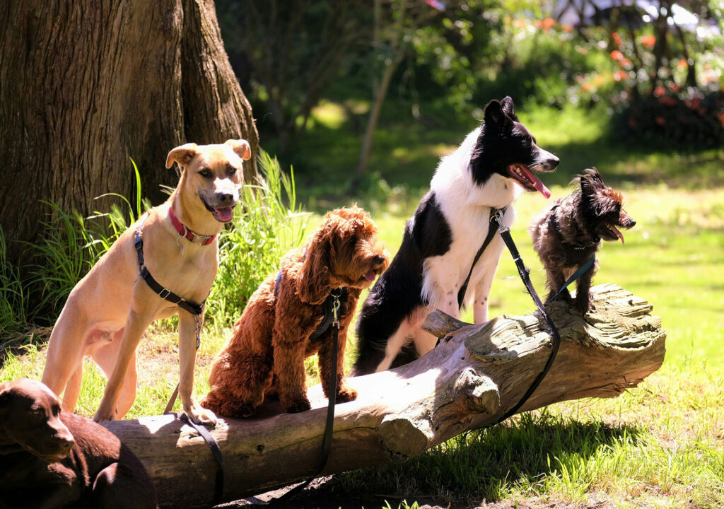 Gruppe von Hunden